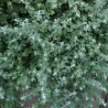 Helichrysum microphyllum SILVER MIST