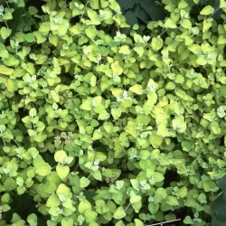 Smulkialapis šlamutis - Helichrysum microphyllum GOLD