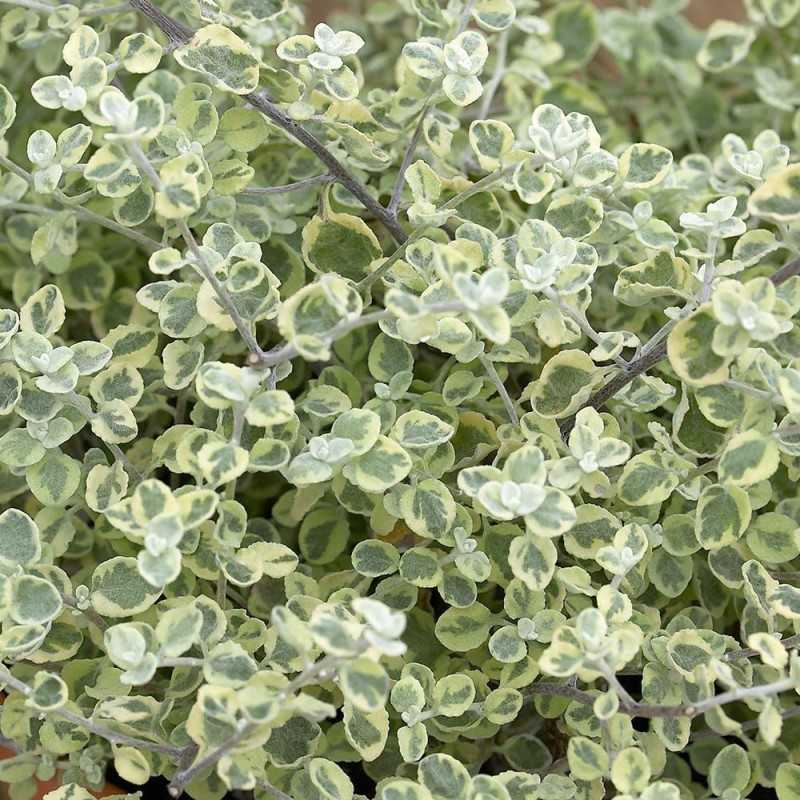Helichrysum microphyllum VARIEGATA