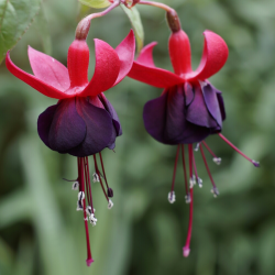 Fuchsia MILLENIUM
