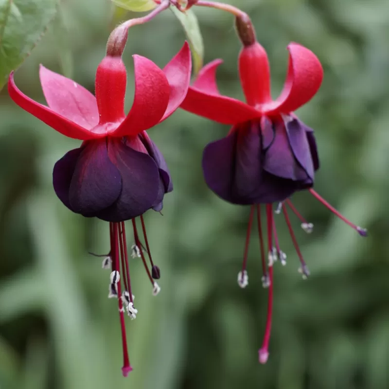 Fuchsija - Fuchsia MILLENIUM