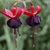 Fuchsija - Fuchsia MILLENIUM