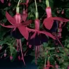 Fuchsija - Fuchsia MILLENIUM