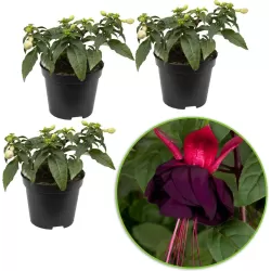 Fuchsija - Fuchsia MILLENIUM