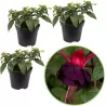 Fuchsija - Fuchsia MILLENIUM