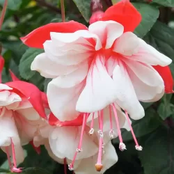 Fuchsia SWINGTIME