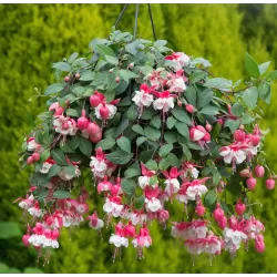 Fuchsija - Fuchsia SWINGTIME