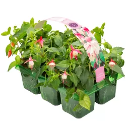 Fuchsija - Fuchsia SWINGTIME
