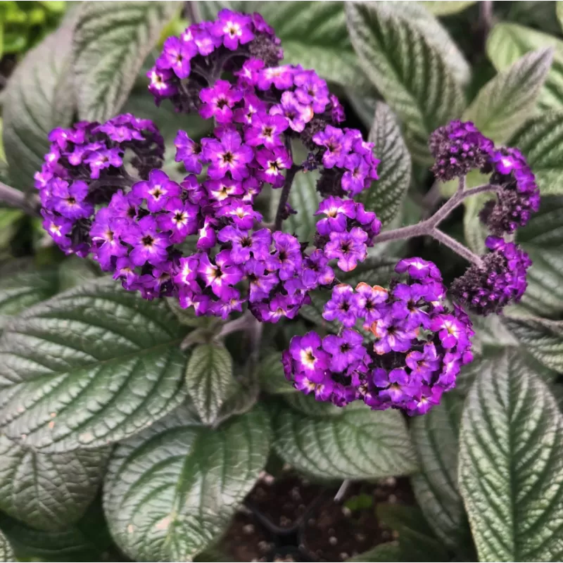 Heliotropas - HELIOTROPIUM