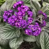 Heliotropas - HELIOTROPIUM