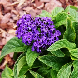 Heliotropas - HELIOTROPIUM