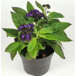 Heliotropas - HELIOTROPIUM