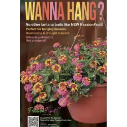 Lantana - Lantana camara PASSION FRUIT