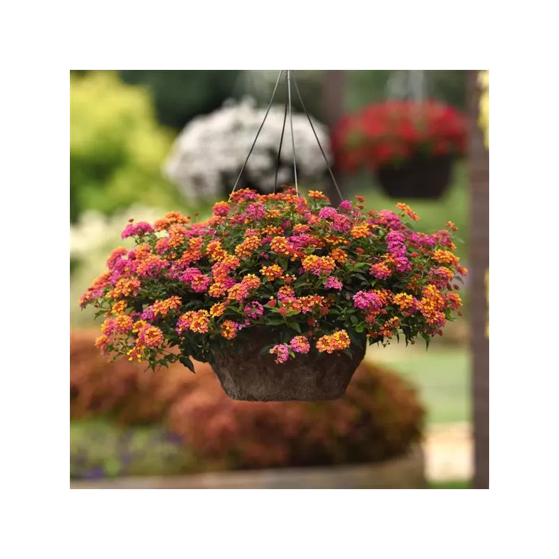 Lantana - Lantana camara PASSION FRUIT