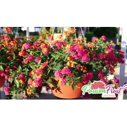 Lantana - Lantana camara PASSION FRUIT