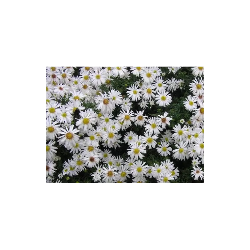 Daugiametės gėlės internetu su pristatymu į namus