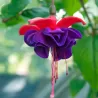 Fuchsija - Fuchsia DARK EYES
