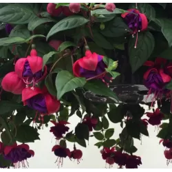 Fuchsija - Fuchsia DARK EYES