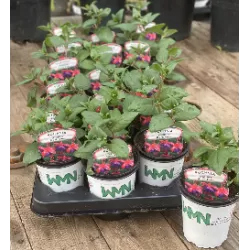 Fuchsija - Fuchsia DARK EYES