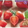 Lycopersicon HEARTBREAKERS DORA
