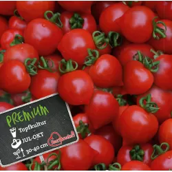 Lycopersicon HEARTBREAKERS DORA