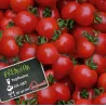 Lycopersicon HEARTBREAKERS DORA