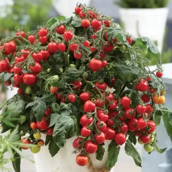 Lycopersicon HEARTBREAKERS DORA