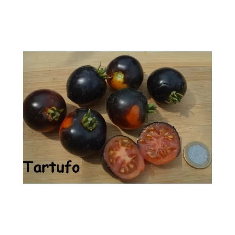 Lycopersicon TARTUFO