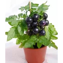 Lycopersicon TARTUFO