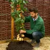 Bulvidoras - Solanum lycopersicum + Solanum tuberosum TOMTATO