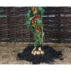 Bulvidoras - Solanum lycopersicum + Solanum tuberosum TOMTATO