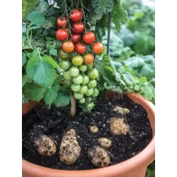 Bulvidoras - Solanum lycopersicum + Solanum tuberosum TOMTATO
