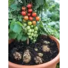 Bulvidoras - Solanum lycopersicum + Solanum tuberosum TOMTATO