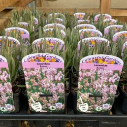 Lavandula angustifolia ROSEA
