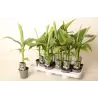Japoninis bananmedis (bananas) - Musa basjoo