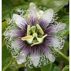 Passion fruit - Passiflora edulis FREDERICK