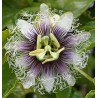Pasiflora - Passiflora edulis FREDERICK