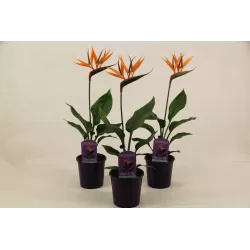 Puošnioji strelicija - Strelitzia reginae