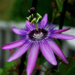 Pasiflora - Passiflora caerulea LAVENDER LADY