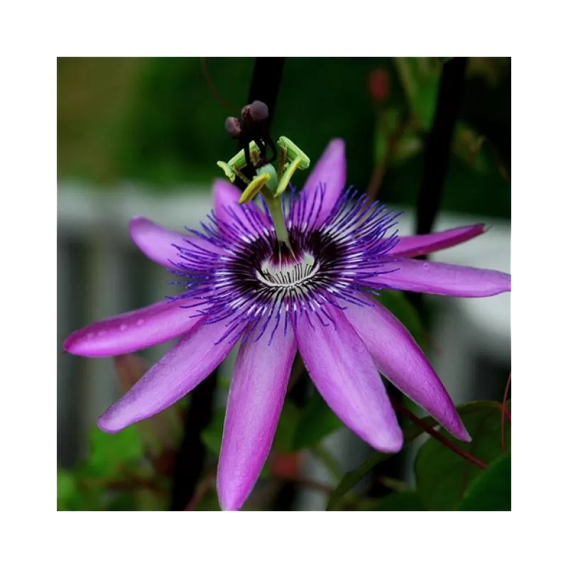 Pasiflora - Passiflora caerulea LAVENDER LADY