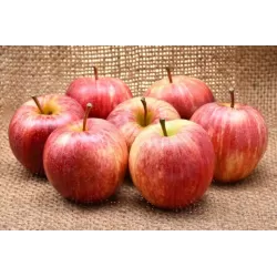 Malus domestica GALA