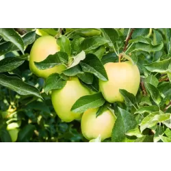 Malus domestica GOLDEN DELICIOUS