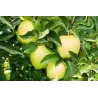 Malus domestica GOLDEN DELICIOUS