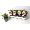 Pelargonium crispum NOVA