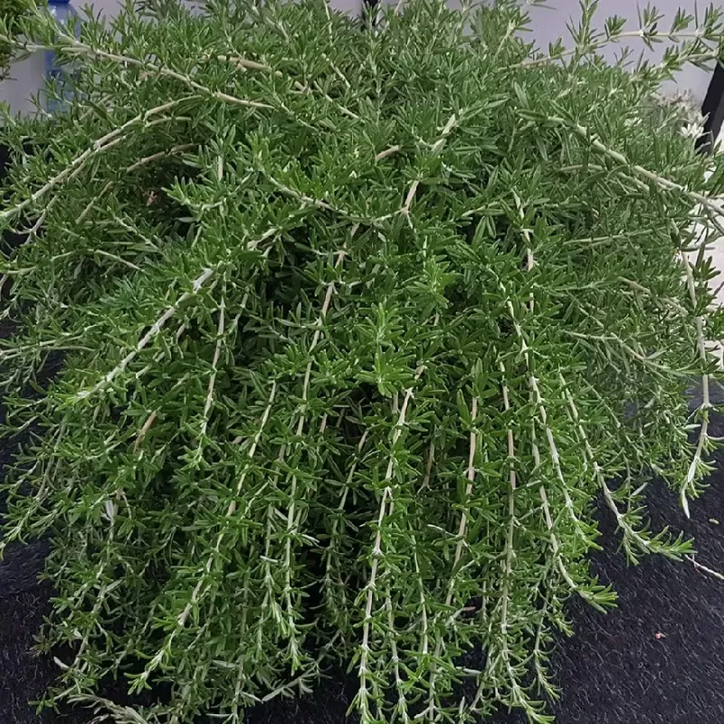 Rosmarinus officinalis BLUE CASCADE Rosmarinus officinalis BLUE CASCADE
