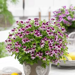 Garbiniuotoji (citrininė) pelargonija - Pelargonium crispum NOVA