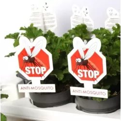 Pelargonium graveolens ANGELEYES BICOLOR