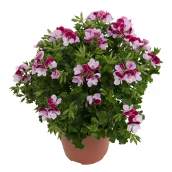 Pelargonium graveolens ANGELEYES BICOLOR