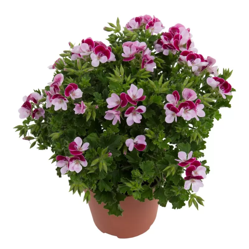 Pelargonium graveolens ANGELEYES BICOLOR