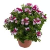 Pelargonija - Pelargonium graveolens ANGELEYES BICOLOR